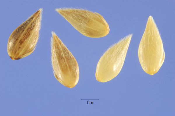 Phalaris Minor seeds